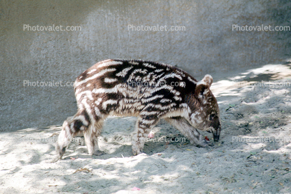 Mountain Tapir