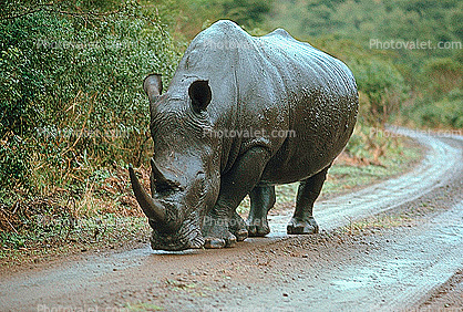 Lonely Rhinoceros Walking on the Road