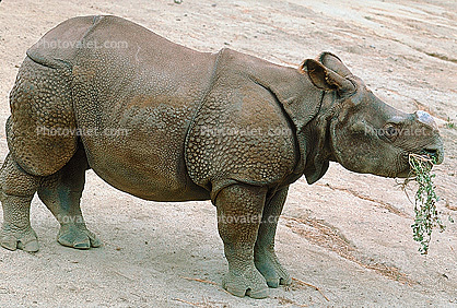 Baby Rhino, Horn Cut off, cut-off, plates, body armor