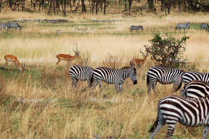 Zebras, Antelope