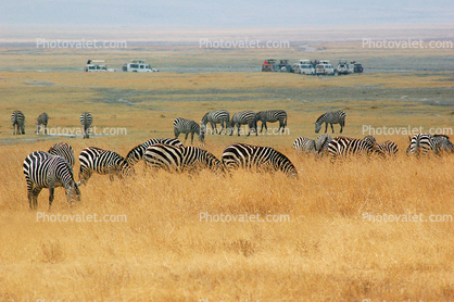 Savannah, trucks, eco-tourism, eco tourism, tourist, grassland