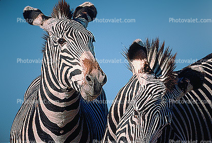 Two Zebras Playing, face, head