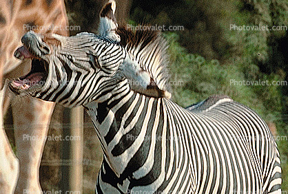 Angry Zebra Shows Teeth