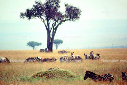 Wildlife, Africa, African, Safari, tree, grassland
