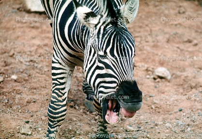 Hee-Haw Baying Zebra