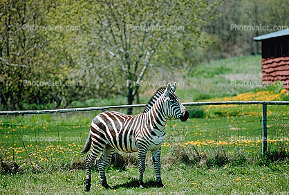 Standing Stoic Zebra