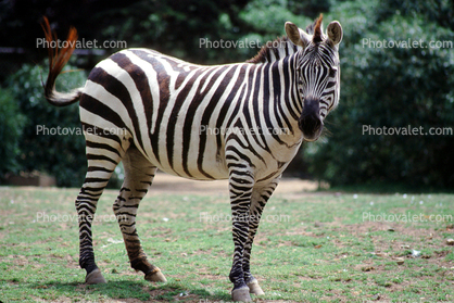 Grant's Zebra, (Equus burchelli boehmi)
