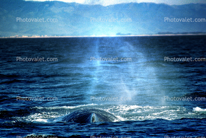 Whale Spout Spray, Monterey Bay California