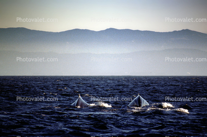 Whale, Monterey Bay California