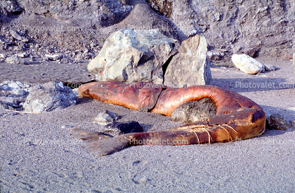 Dead Whale on the Beach