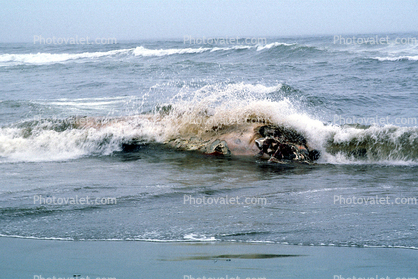 Blue Whale washed up on Ocean Beach, San Francisco, Ocean-Beach