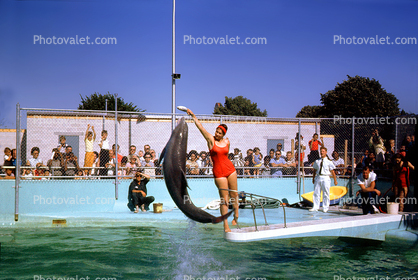 Dolphin, Jumps, Airborne, Woman, Female, Swimsuit, Pool, 1950s