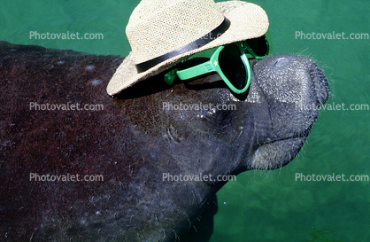 Manatee Face, funny, humorous, humor, wearing sunglasses and a hat