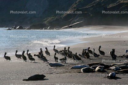 Seals, Pelicans