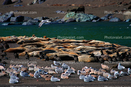 Seagulls, harbor Seals, sand