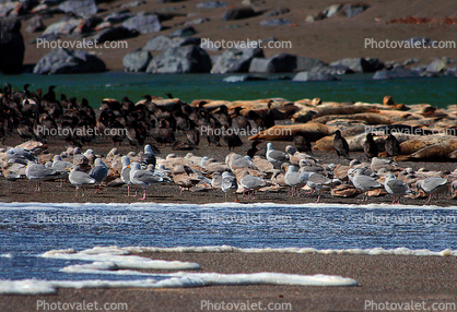 Seagulls, harbor Seals, sand, Sealion