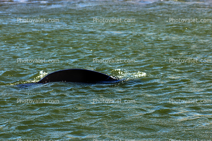 Harbor Seal, Russian River, Sonoma County