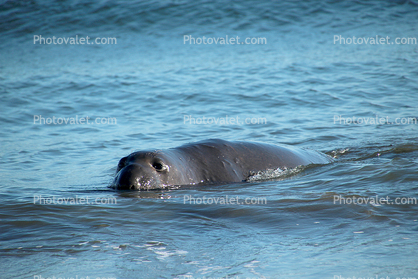 Elephant Seals