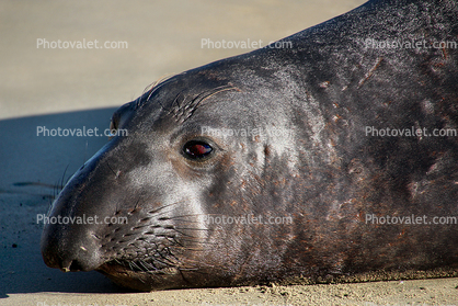 Elephant Seal, beach, sand, Drakes Bay, Point Reyes California