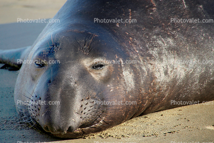 Elephant Seal, beach, sand, Drakes Bay, Point Reyes California