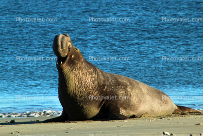 Male Elephant Seal, bull, beach, sand, Drakes Bay, Point Reyes California