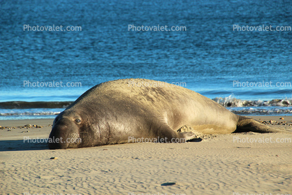 Male Elephant Seal, bull, beach, sand, Drakes Bay, Point Reyes California