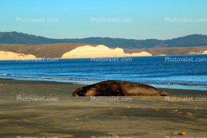 resting Bull Elephant Seal, male, beach, Drakes Bay, Point Reyes California