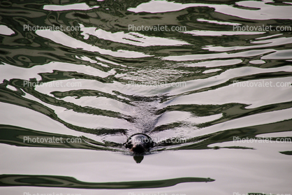 Floating in a Liquid Light, Harbor Seal, Wake, Water Reflection, Bay, face, swimming, sealion