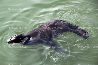Harbor Seal, Water, Bay, swimming