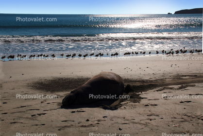Elephant Seal Basking in the Sun, Beach, coast, coastline, Drakes Bay