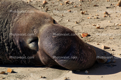 Elephant Seal Basking in the Sun, Drakes Bay, Beach, coast, coastline