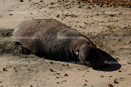 Elephant Seal Basking in the Sun, Drakes Bay, Beach, coast, coastline