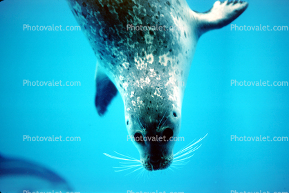 Seal Underwater