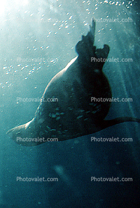 Seal Underwater