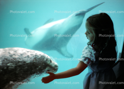 Girl with a Seal, Seal Underwater, aquarium