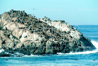 Monterey, Pacific Ocean, CaliforniaSeal Rock