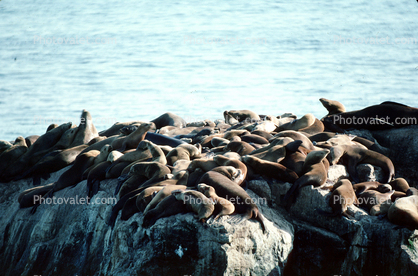 Seal Rock, Sealion, Monterey, Pacific Ocean, California