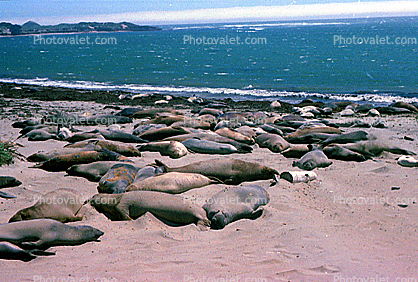 Elephant Seals Basking in the Sun, Beach, Sand, (Mirounga angustirstri)