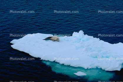 Weddell Seal (Leptonychotes weddellii), Ice Berg, Cold