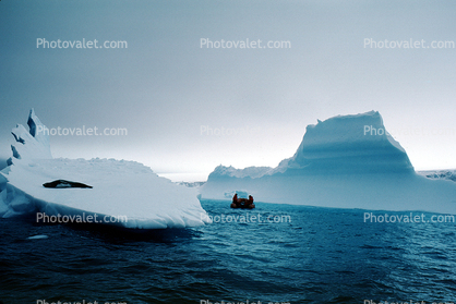 Icebergs, Weddell Seal (Leptonychotes weddellii)
