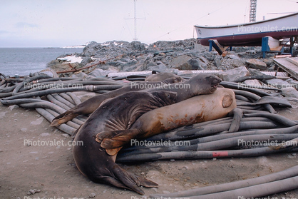 Weddell Seal (Leptonychotes weddellii), boats