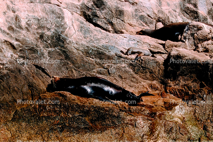 Seals, Cabo San Lucas, Baja California Sur