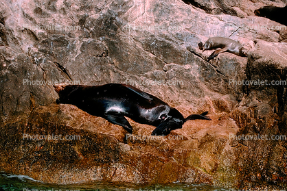 Seals, Cabo San Lucas, Baja California Sur