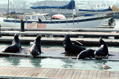 Harbor Seals, docks, Sealion, Sealion