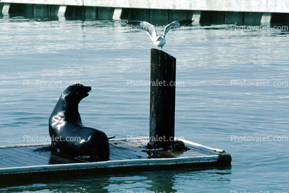 Pier-39, sea lion