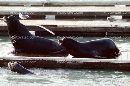 Harbor Seals, docks, water