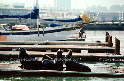 Harbor Seals, docks, Sealion
