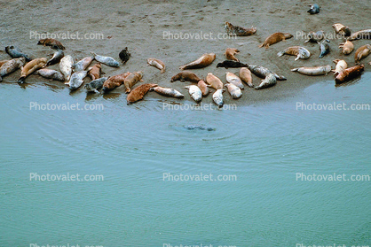 Harbor Seals, Russian River Mouth, Pacific Ocean, Sonoma County