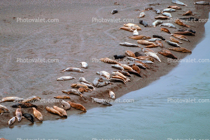 Harbor Seals, Russian River Mouth, Pacific Ocean, Sonoma County