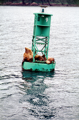 Seals basking on a Navigation Buoy